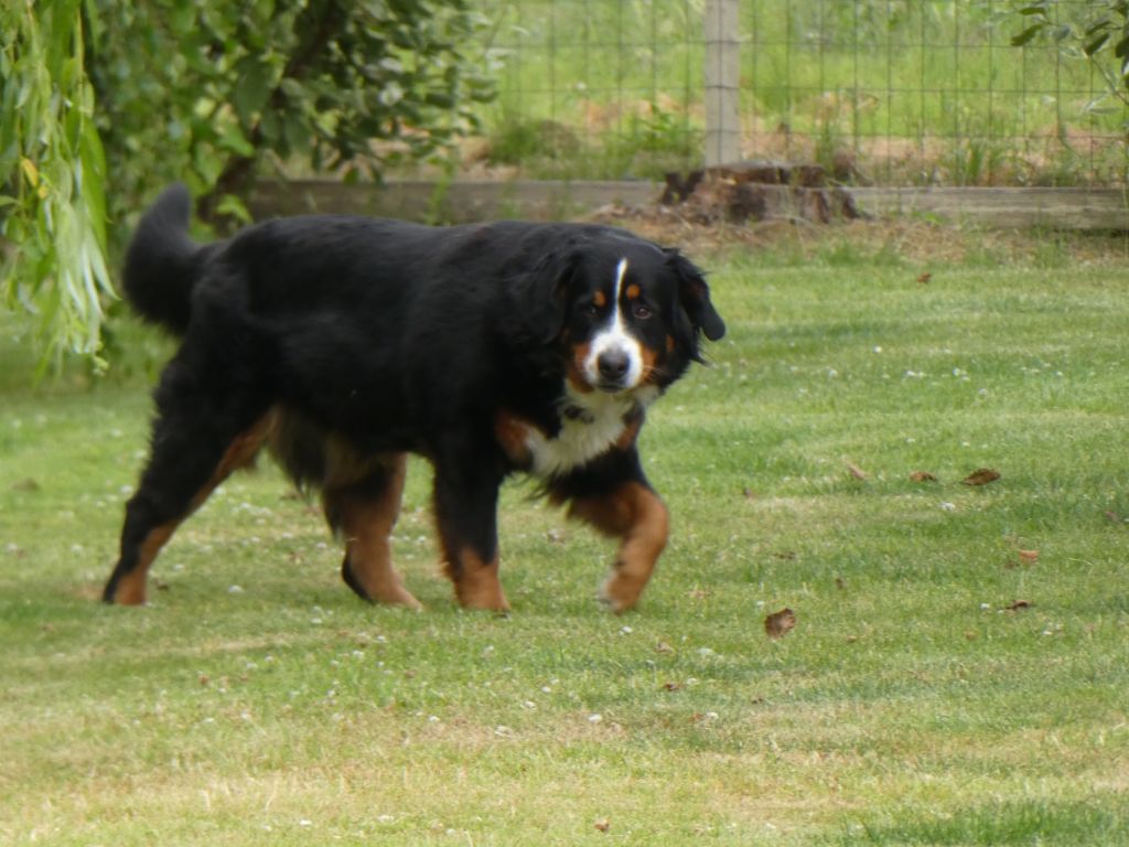 Mascotte Des Chemins De Campagne