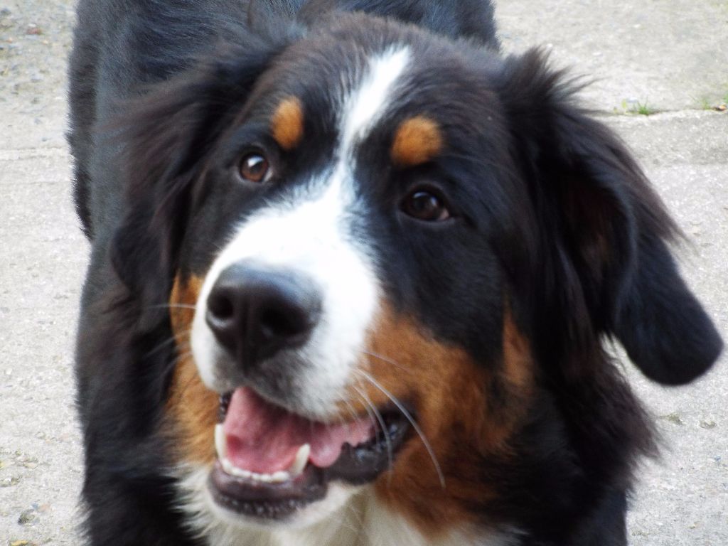 Des Chemins De Campagne - Mascotte des Chemins de campagne