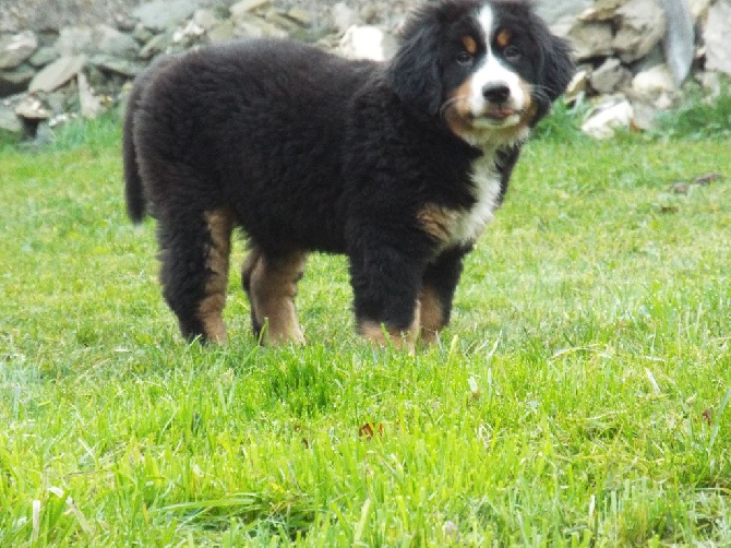 Des Chemins De Campagne - Mascotte des Chemins de campagne