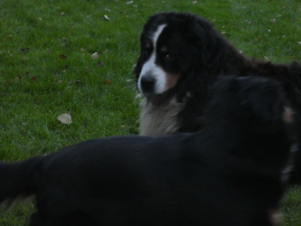 Des Chemins De Campagne - Mascotte a rencontré le beau Hoslo