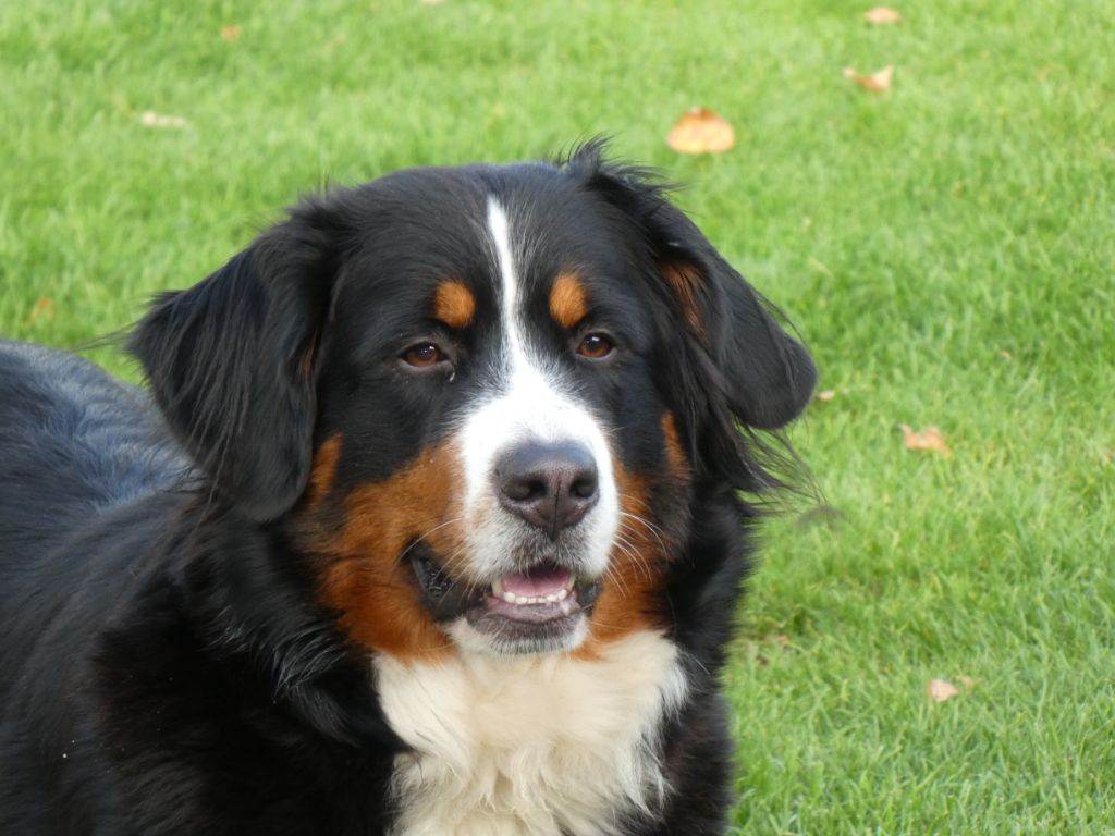 Des Chemins De Campagne - Mascotte est confirmée !
