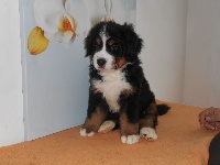 CHIOT