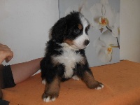CHIOT