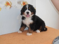 CHIOT